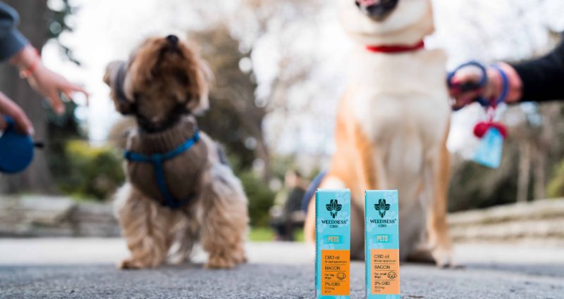 Why to choose CBD for pets from Weedness CBD